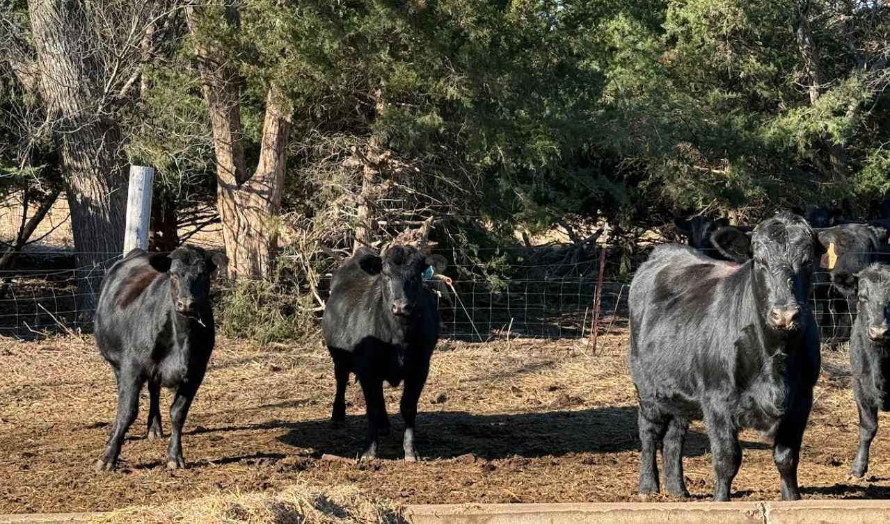 120 AI-bred heifers, Augusta KS!-BH106D6